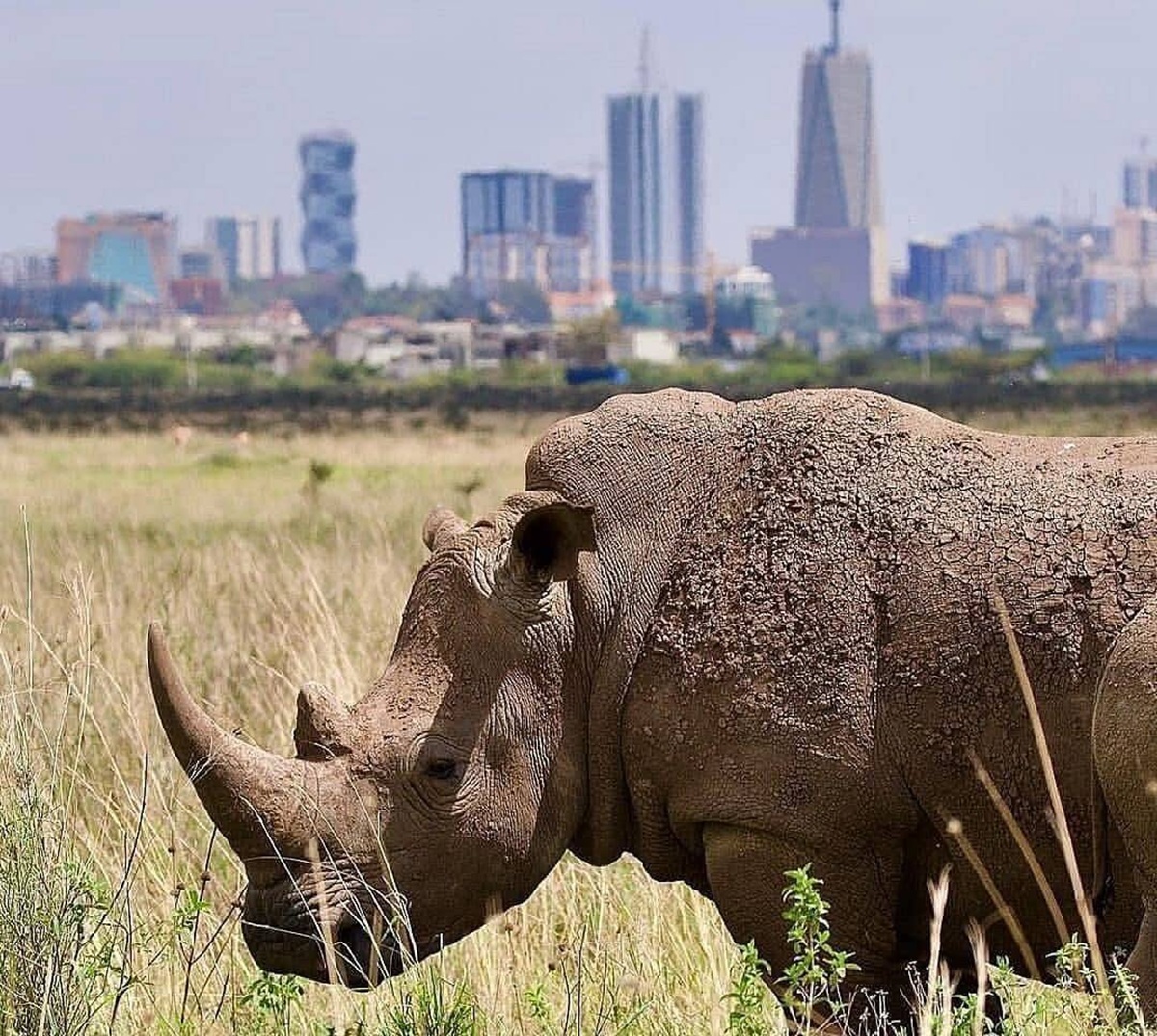Spotting Wild Rhinos and Lions at Nairobi National Park